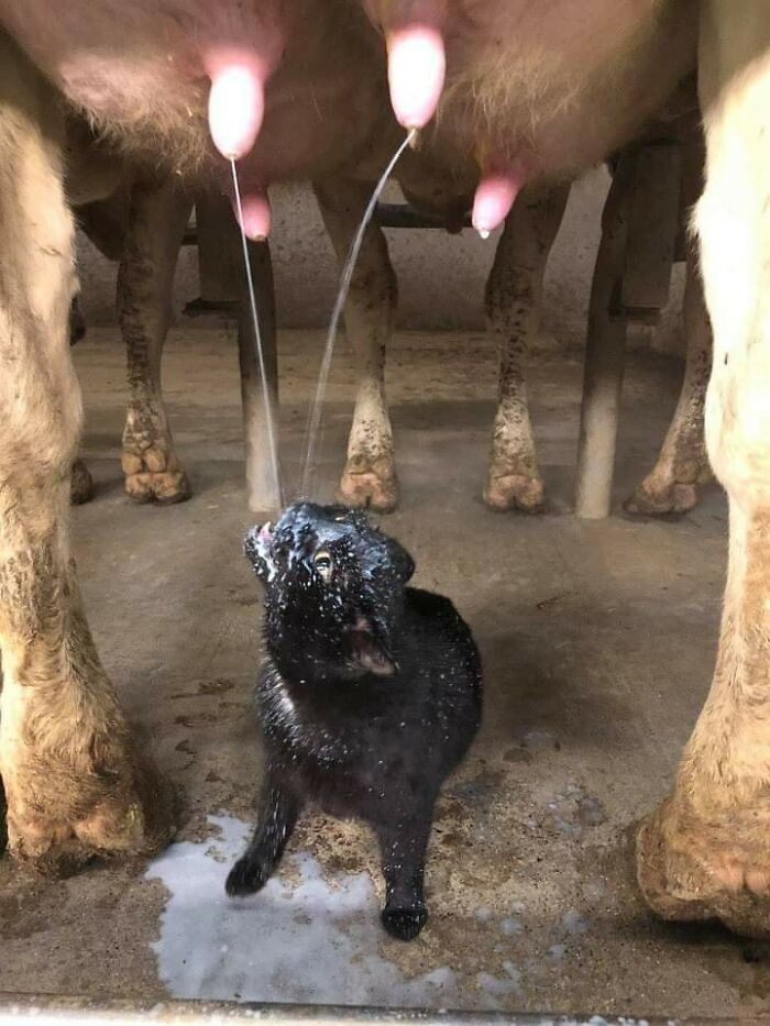 40 Hilarious Cat Moments Caught On Camera, As Shared By “Important Animal Images” (New Pics)