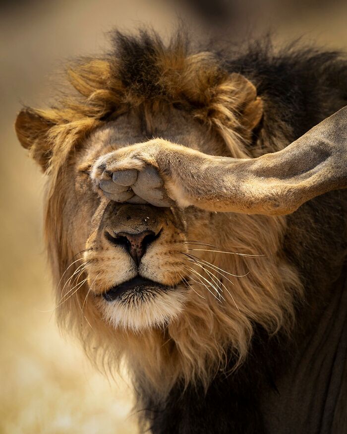 40 Funniest Wildlife Photos Ever From The Comedy Wildlife Photography Awards That Prove Animals Have Better Comedy Timing Than Us