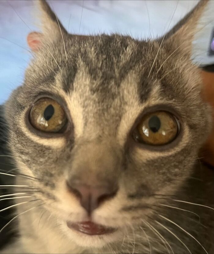 Close-up of a cat with wide eyes and an unusual expression, one of 93 cat owners sharing times their furry friends looked like goblins.