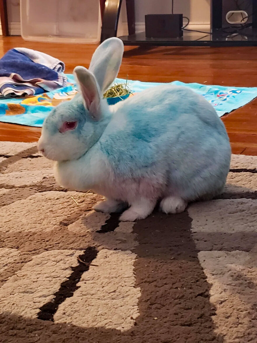White rabbit with blue dye on its fur sitting on a patterned carpet, illustrating weird animal laws and unusual pet regulations.