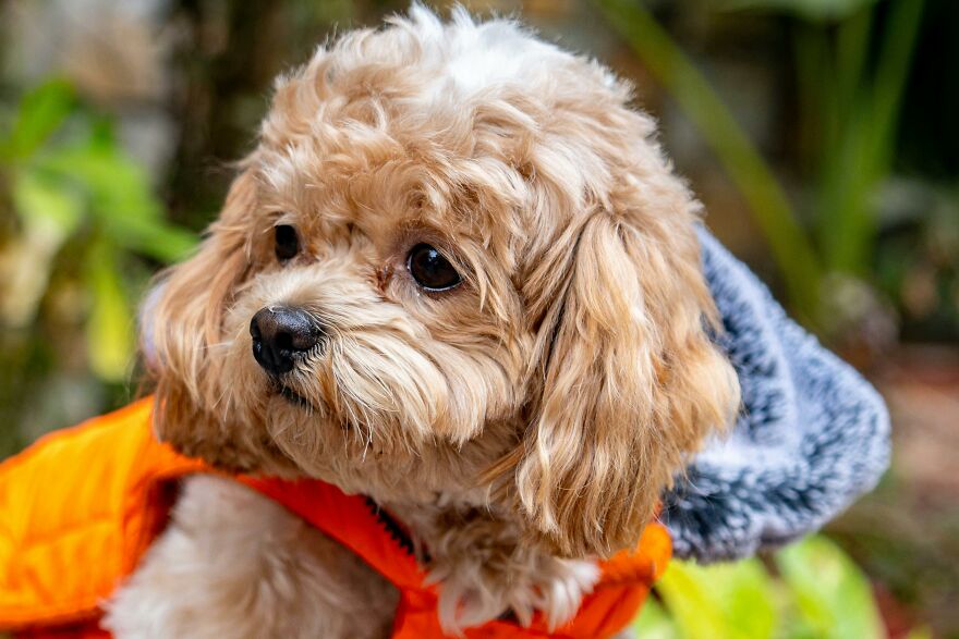 Small cute dog breed with curly fur wearing an orange coat outdoors, representing cutest small dog breeds.
