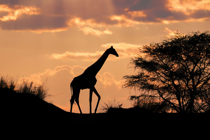 Angolan Giraffe Silhouette At Sunrise In The Kalahari Desert Of Namibia