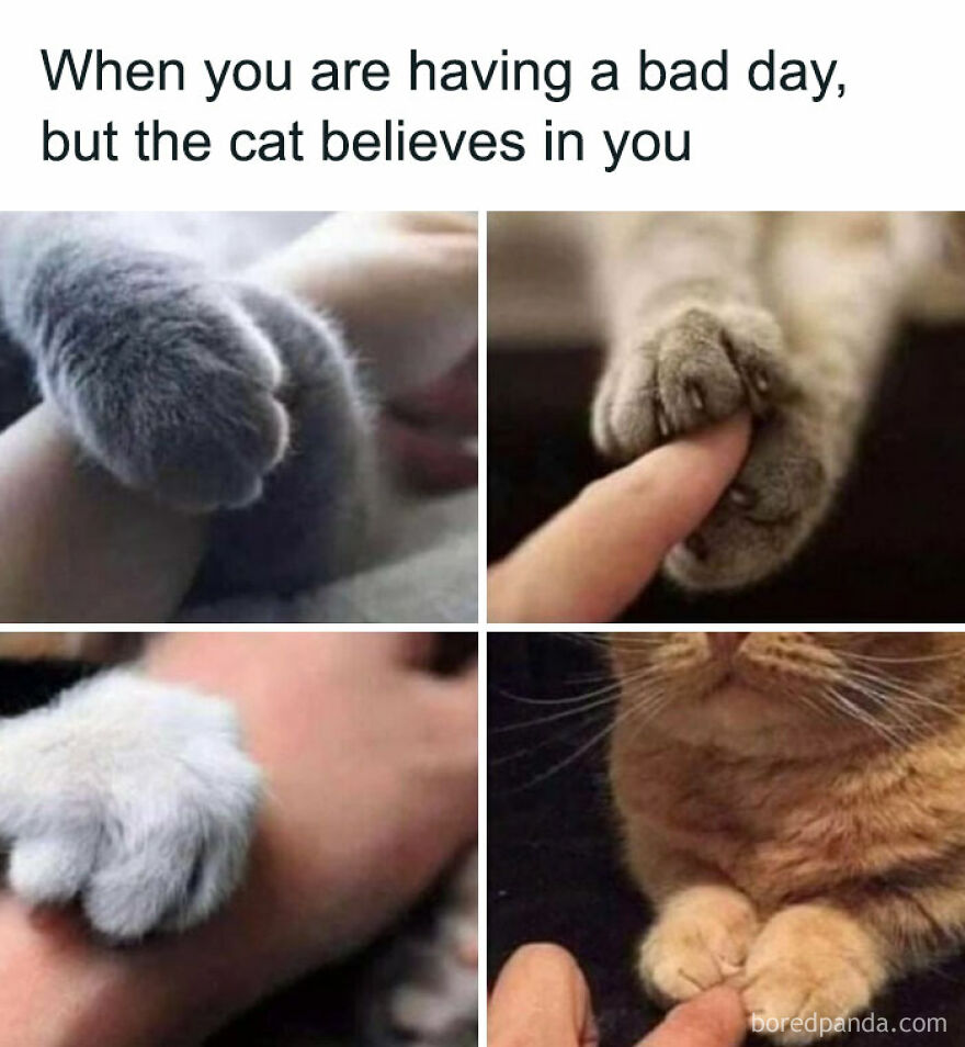 Close-up images of cats gently holding human fingers with paws, charming cat memes combining cuteness and humor.