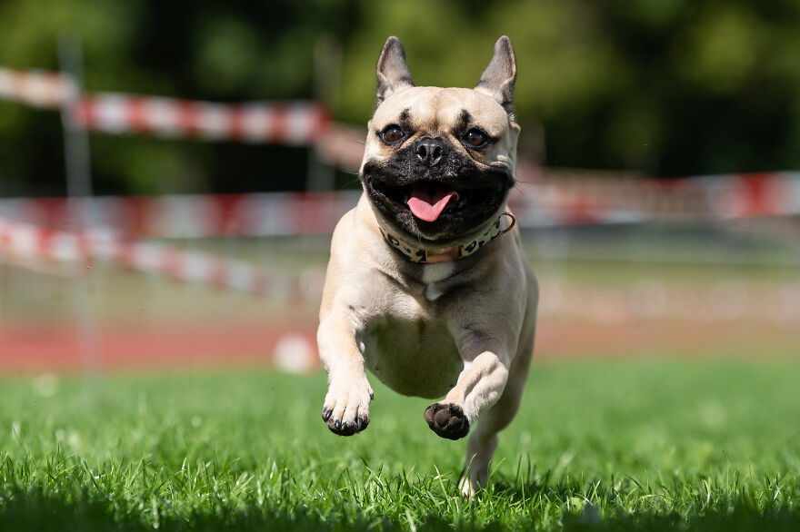 Small dog breed running on grass with tongue out, showcasing the energy and cuteness of cutest small dog breeds.