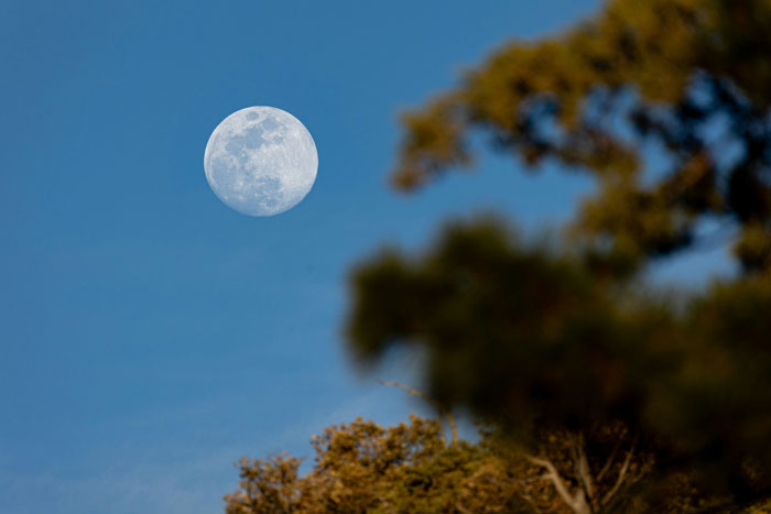 Full moon visible in a clear blue sky above tree branches, symbolizing dumb partner moments in relationships.