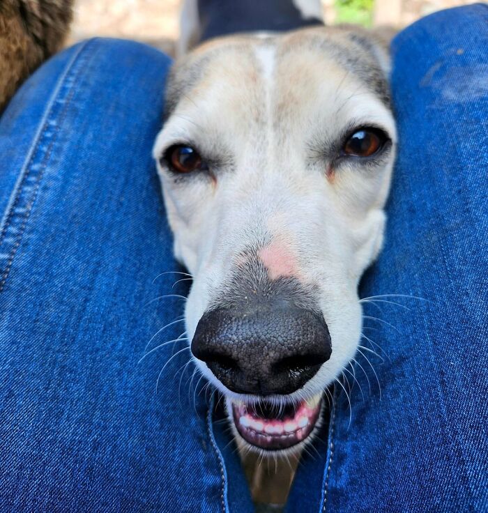 Close-up of a happy dog between legs, capturing one of the best daycare moments shared by dog owners.