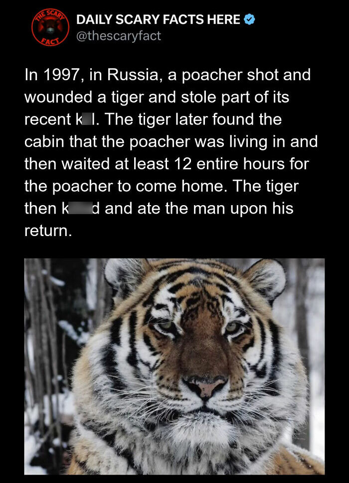 Poacher wounded a tiger in Russia, tiger tracked and waited 12 hours before attacking and eating the man.