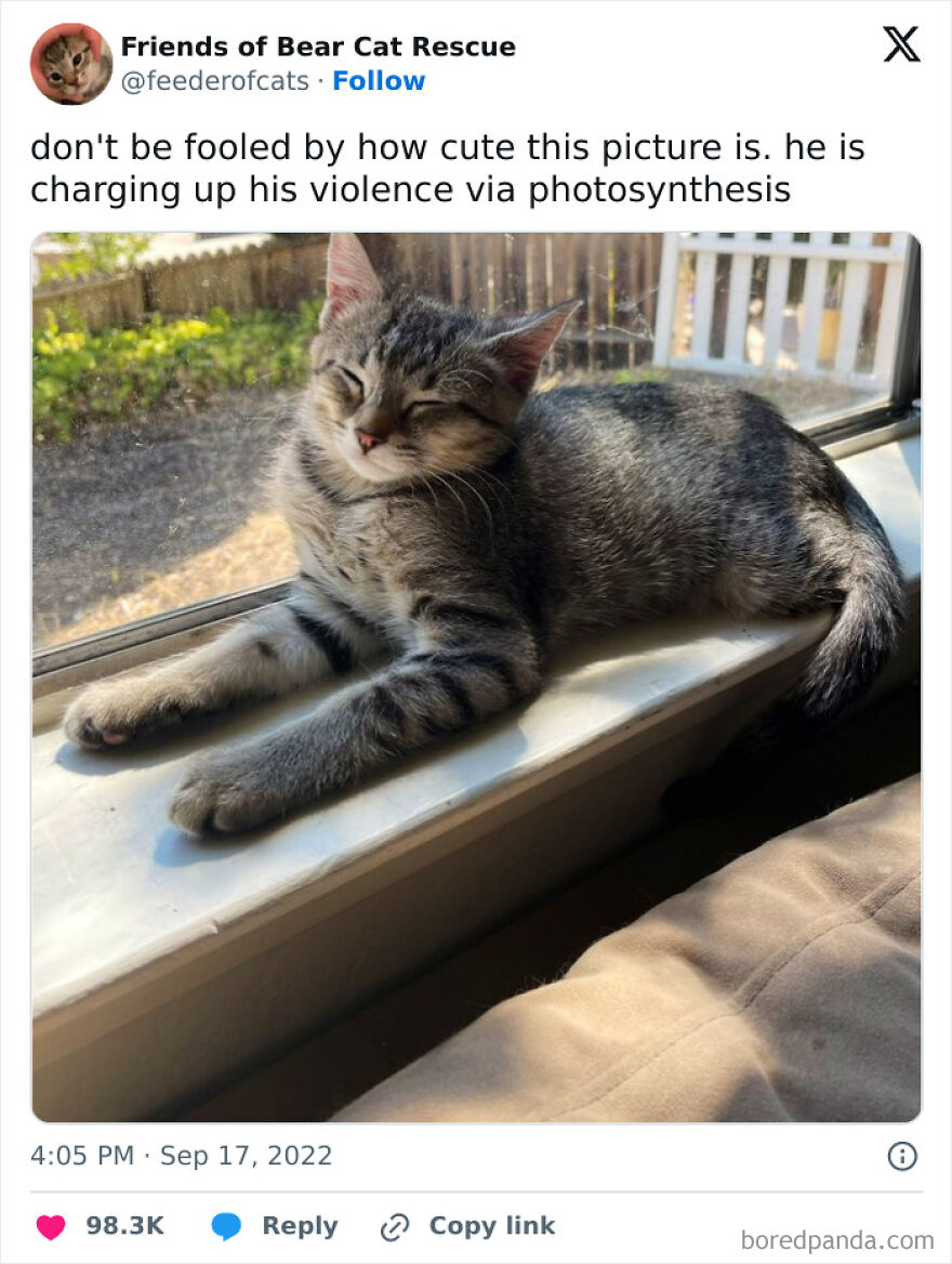 Tabby cat lounging in a sunny window sill, enjoying warmth in a charming chucklesome cat meme moment.