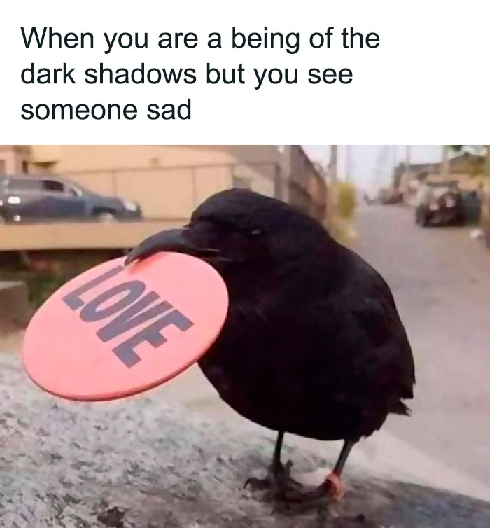 Black crow holding a love sign, caption about dark shadows noticing someone sad, existential memes concept.