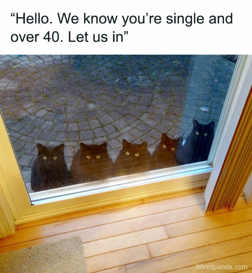 Five black cats sit outside a glass door with a humorous caption about being single and over 40 in a chucklesome cat meme.
