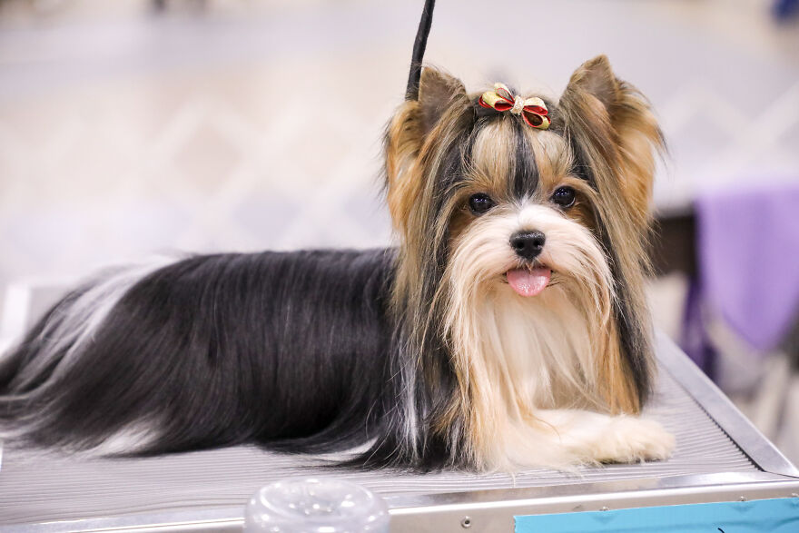 Small dog breed with long silky fur and a red bow, lying down and looking at the camera with tongue out.