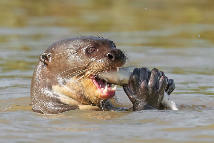 Giant Otter Eating A Fish Caught From The River In Parque Estadual Encontro Das Águas, Brazil