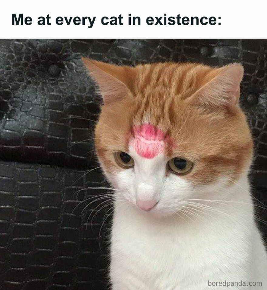 Orange and white cat with a lipstick kiss mark on its forehead, a popular chucklesome cat meme on the internet.