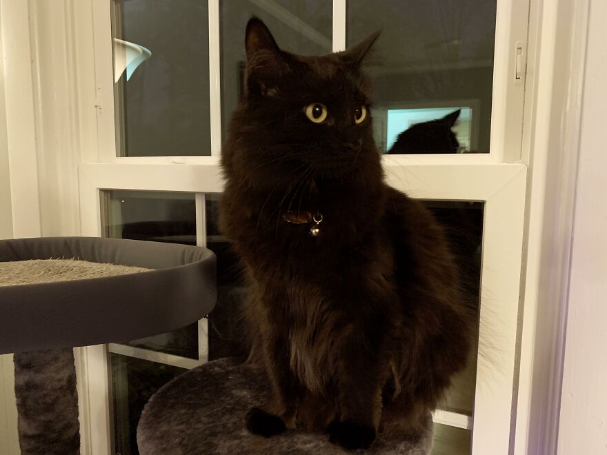 Black cat sitting on a perch indoors near a window, illustrating one of the weird animal laws in unusual pet regulations.