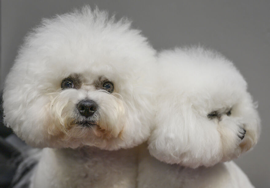 Two cute small dog breeds with fluffy white fur posing against a neutral gray background.