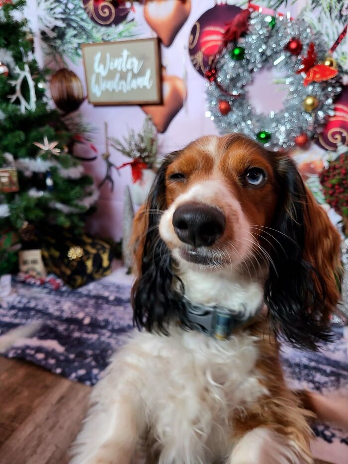 Dog with one eye closed sitting in a festive daycare setting with Christmas decorations and a Winter Wonderland sign.