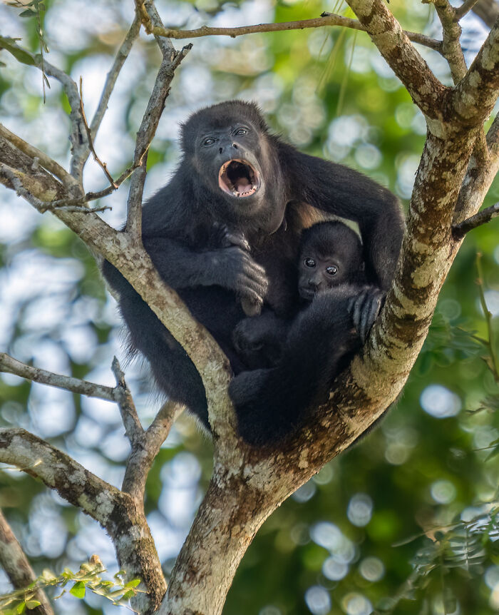 Golden Mantled Howler Monkey And Baby (Alouatta Palliata Palliata)