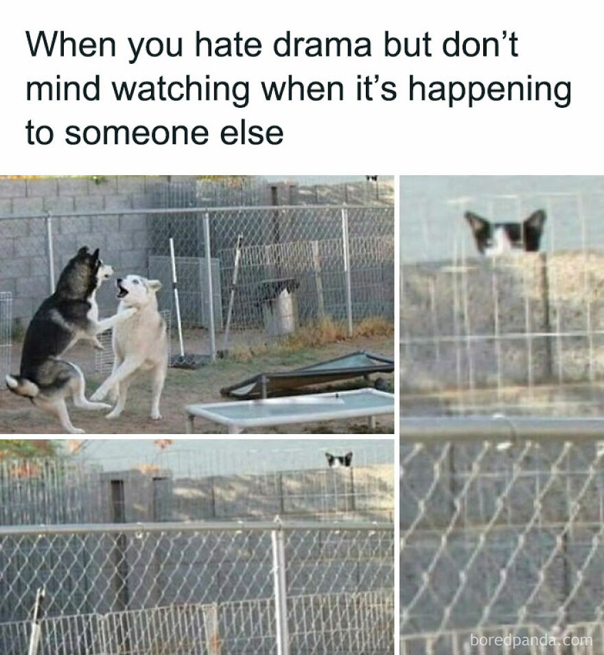 Dog fight with a cat watching from behind a fence in a chucklesome cat memes moment on the internet.
