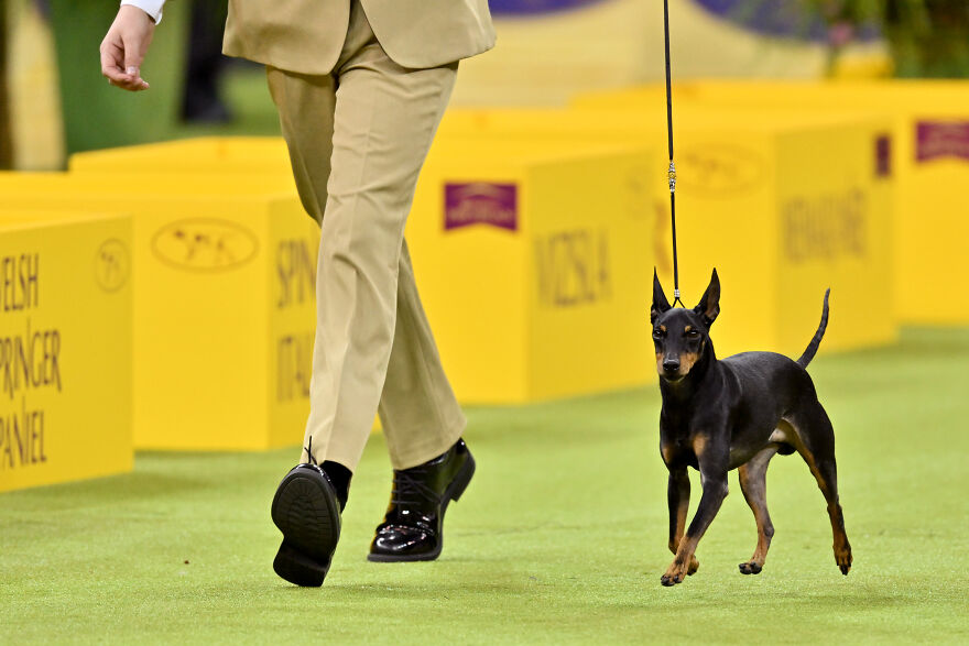 Small dog breed with black and tan coat walking on leash in a dog show competition setting.