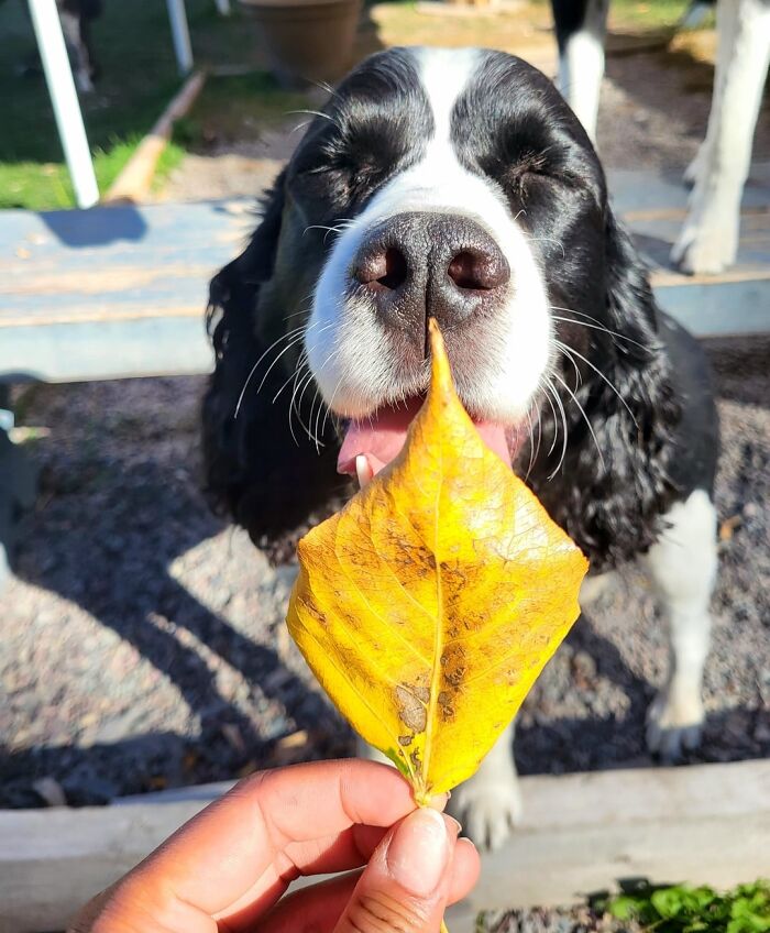 Dog daycare moment showing a happy black and white dog with eyes closed sniffing a yellow leaf held by a person.