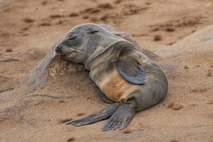 Baby Cape Fur Seal Sleeping At Cape Cross, Namibia