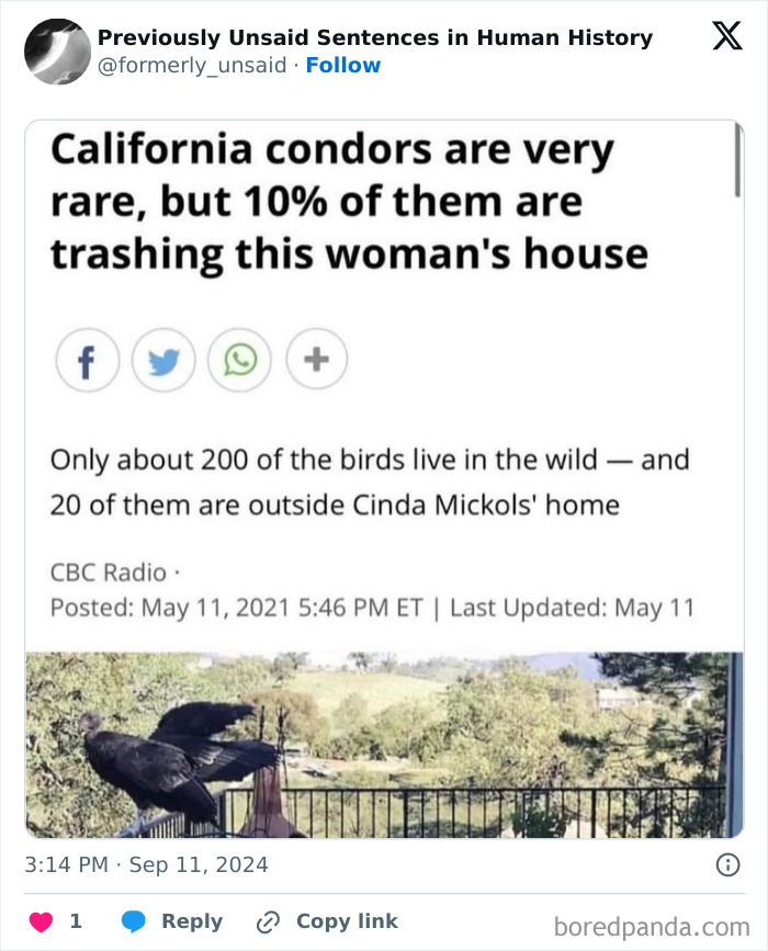 Wild-Funny-New-Sentences