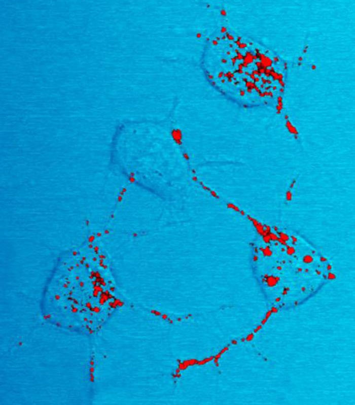 37 Doctors Share Which Diseases Should Scare People More Than They Do