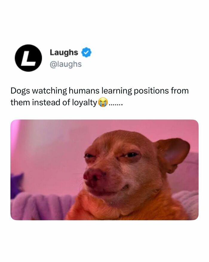 Funny meme showing a smirking dog captioned about dogs watching humans learning positions, perfect for a responsible adult break.