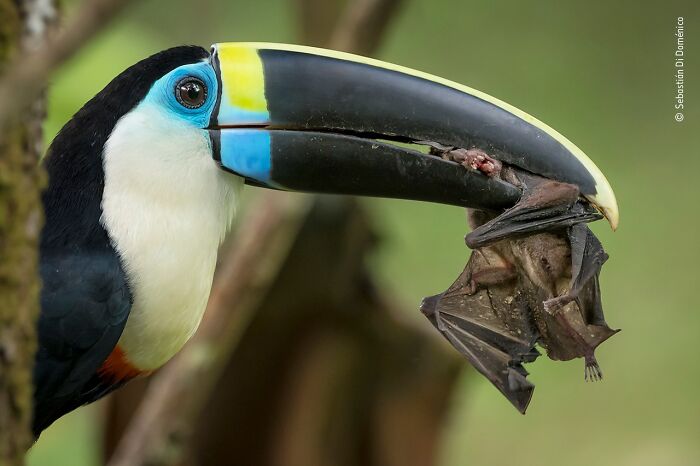 40 Incredible Wildlife Photos That Won Awards In Previous Years Of Wildlife Photographer Of The Year