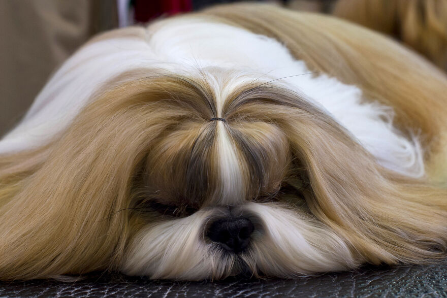 Shih Tzu dog with long silky fur lying down, showcasing one of the cutest small dog breeds popular with readers.