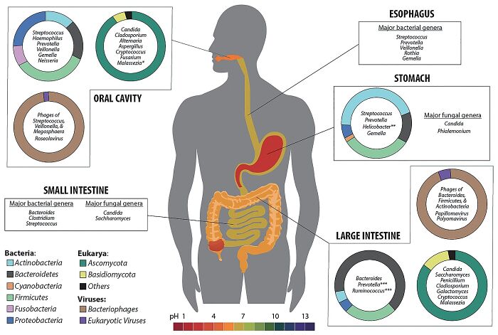 Human digestive system diagram showing bacterial, fungal, and viral genera by organs, illustrating scientific facts about microbiomes.