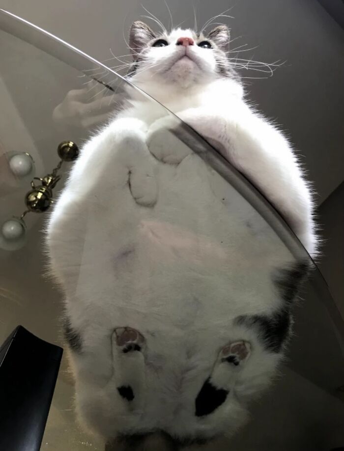 Cat looking like goblins caught from below on a glass table with paws and belly visible.