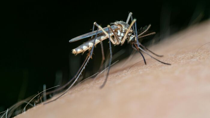 Close-up of a mosquito biting skin, capturing a common childhood experience many thought was unique to them.