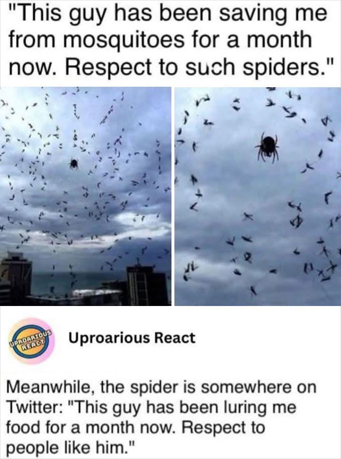 Spider hanging in the sky surrounded by mosquitos, illustrating unhinged sentences that left everyone speechless.