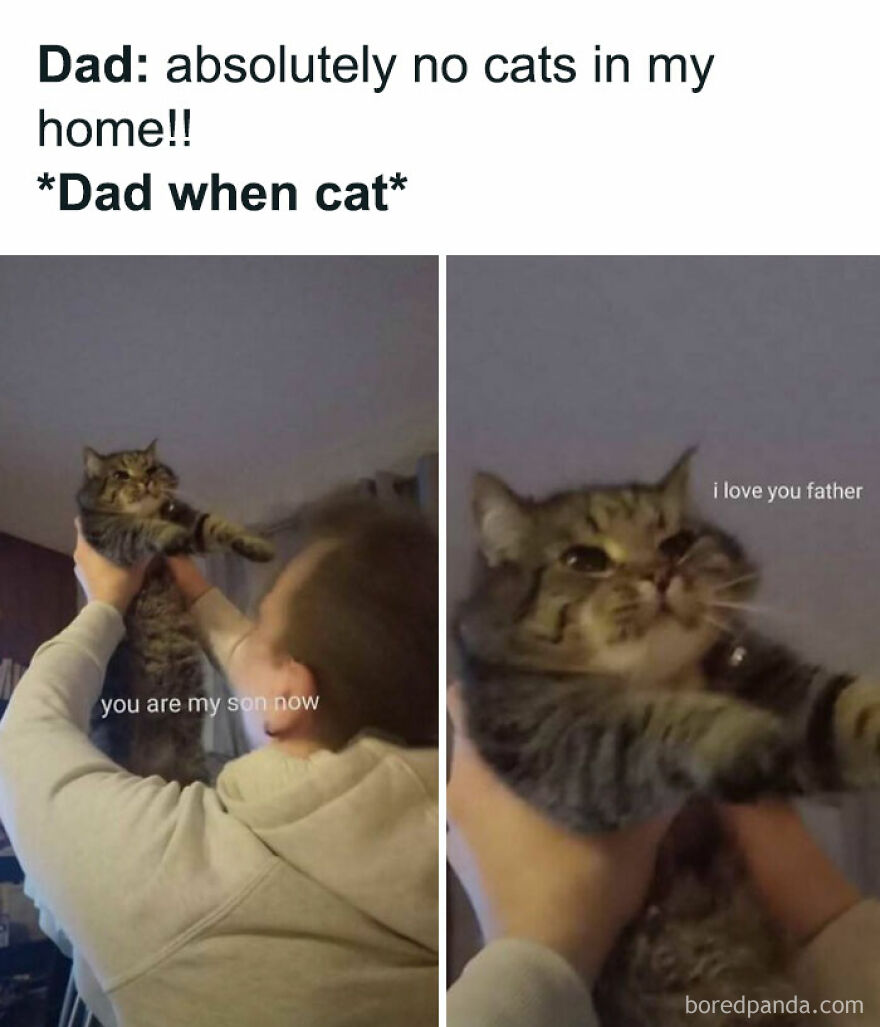 Dad holding a cat with captions showing a humorous dad and cat moment in chucklesome cat memes.