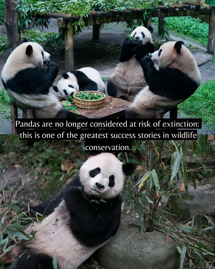 Group of pandas eating bamboo in a natural setting, highlighting good news from around the world and wildlife conservation success.