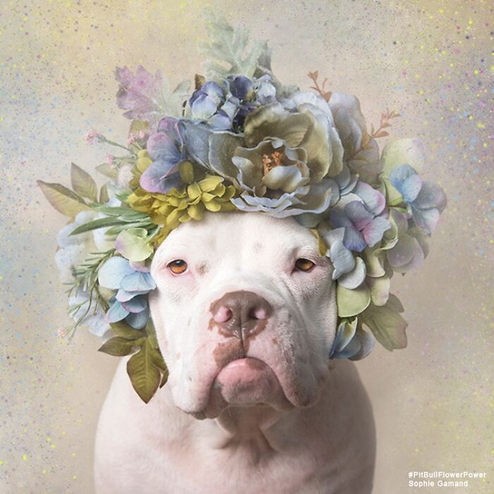 These Powerful Portraits Of Pit Bulls Wearing Flowers Continue To Change How People See Shelter Dogs (37 New Pics)-Interview