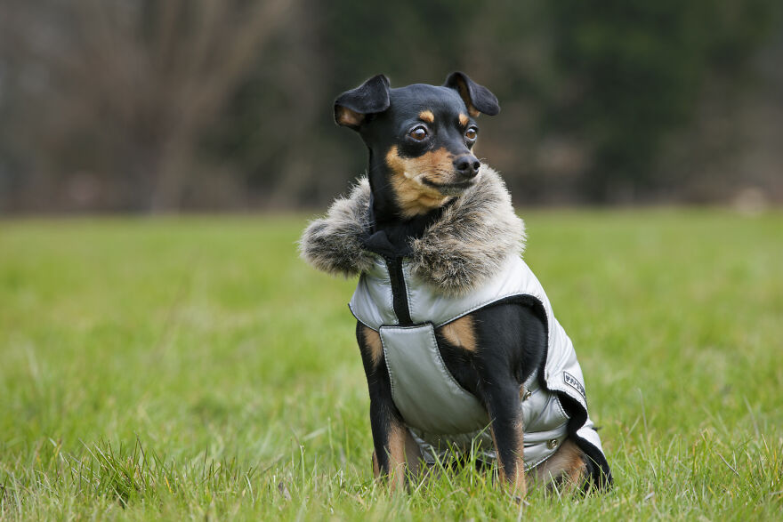 Small dog breed wearing a silver coat with fur collar sitting on grass in an outdoor setting.