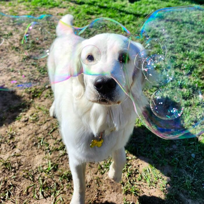 Golden retriever puppy playing with bubbles outdoors, capturing joyful daycare moments shared by dog owners.