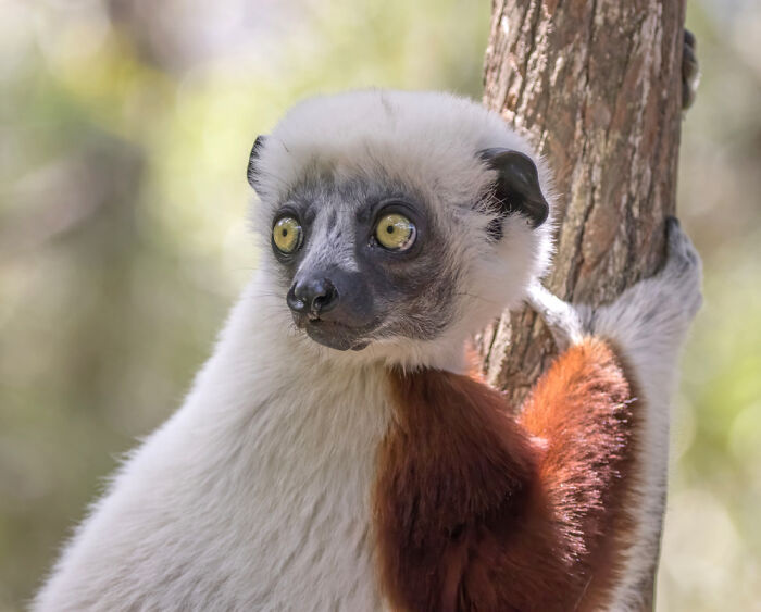 Verreaux's Sifaka (Propithecus Verreauxi) Near Réserve Peyrieras, Madagascar
