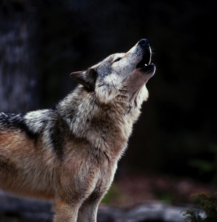 Wolf howling in the dark woods, capturing the terrifying things people saw or heard in the woods at night.
