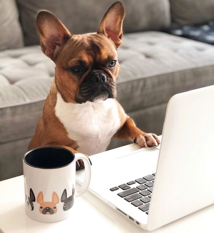 Dogs Working From Home Are Way More Productive (And Way Cuter) Than Us, And These Photos Prove It (51 Pics)