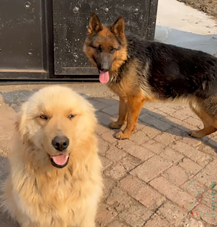 Seven Kidnapped Dogs Become Viral Sensation After They Escape Captors To Make Brave Journey Home Together