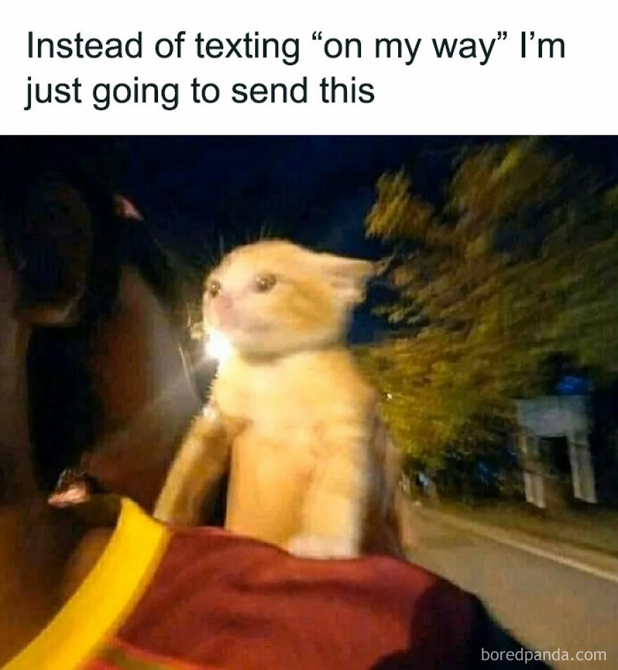 Blurry cat held outside at night with text about sending a funny message, combining chucklesome cat memes and internet humor.