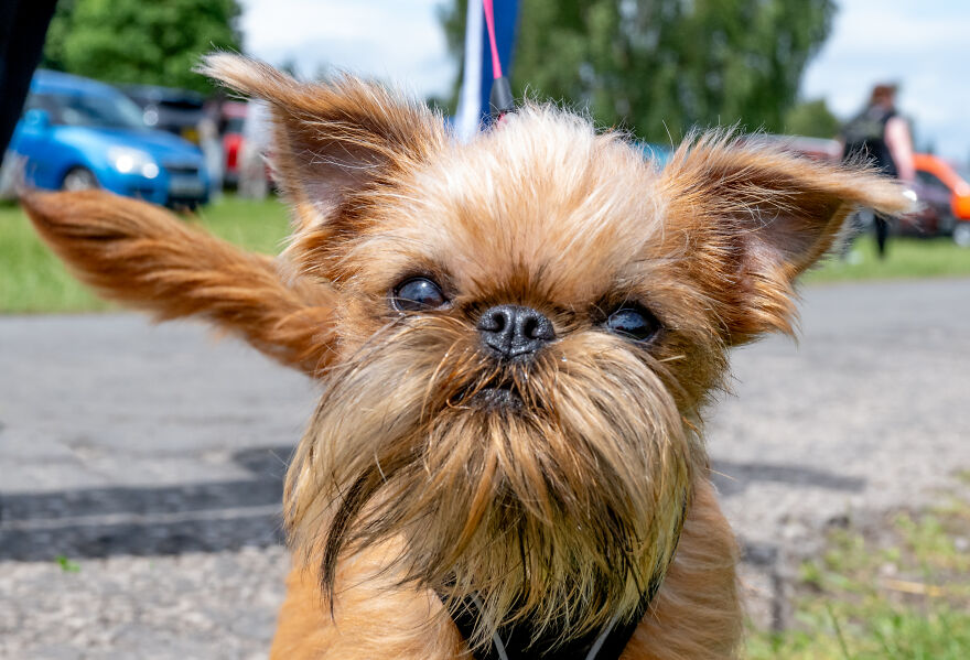 Close-up of a small dog with expressive eyes and fluffy fur, showcasing one of the cutest small dog breeds outdoors.