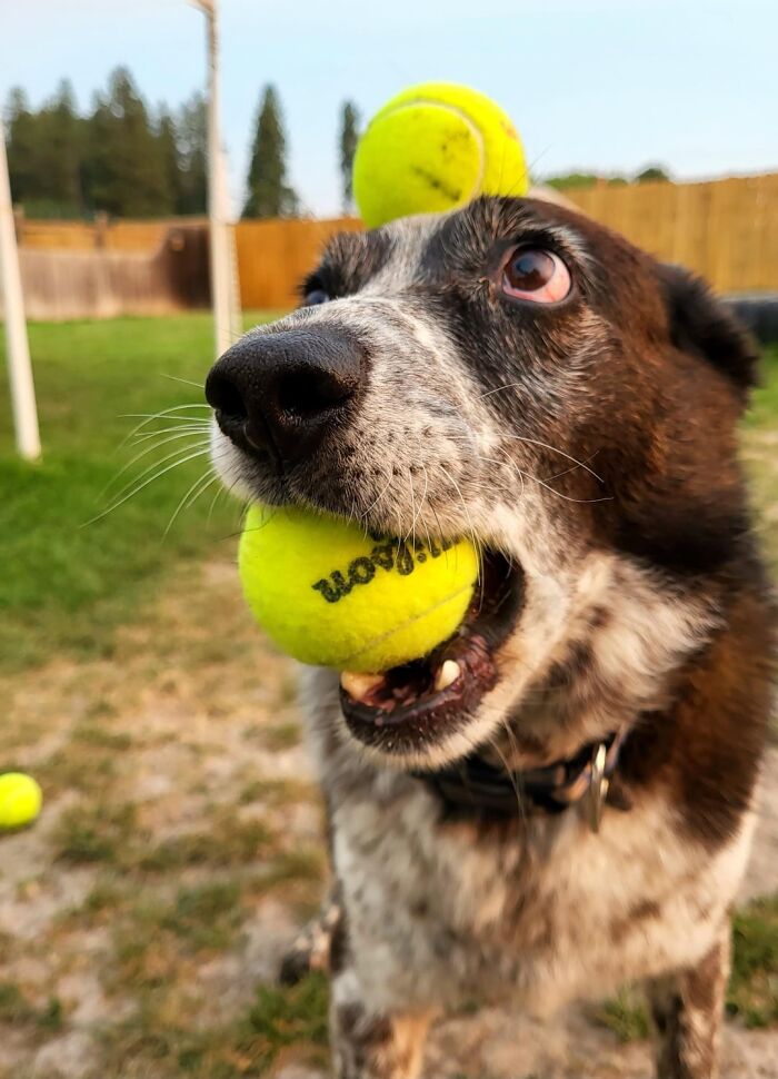 Dog at daycare holding two tennis balls in its mouth, capturing the best daycare moments shared by dog owners.
