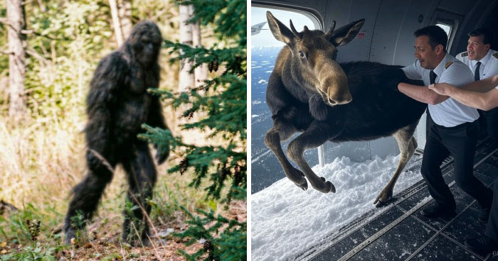 20 Weird Animal Laws That Might Have Gone A Little Too Far