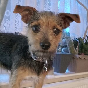 traceyattwood avatar