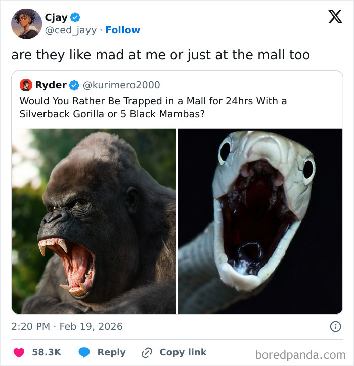 Angry silverback gorilla and open-mouthed black mamba side by side in a viral internet moment trending online.