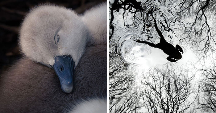 21 Jaw-Dropping Wildlife Shots That Won Big At The British Wildlife Photography Awards